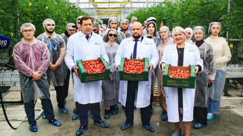 Первый урожай томатов тепличного комплекса «Чегем-Агро»